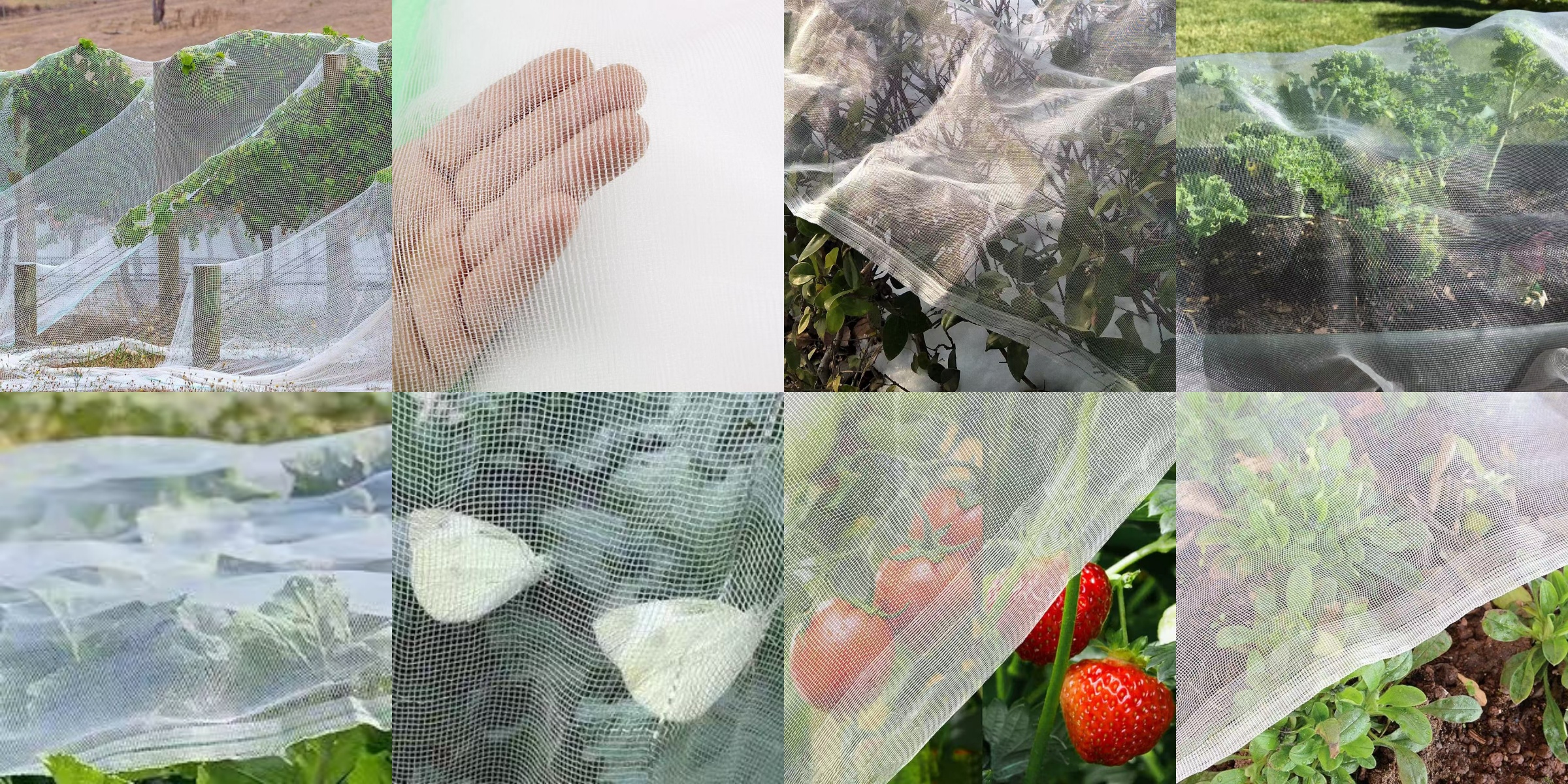 防虫网应用图