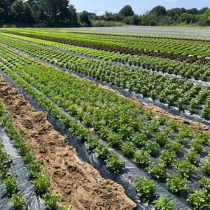 PE MULCH FILM