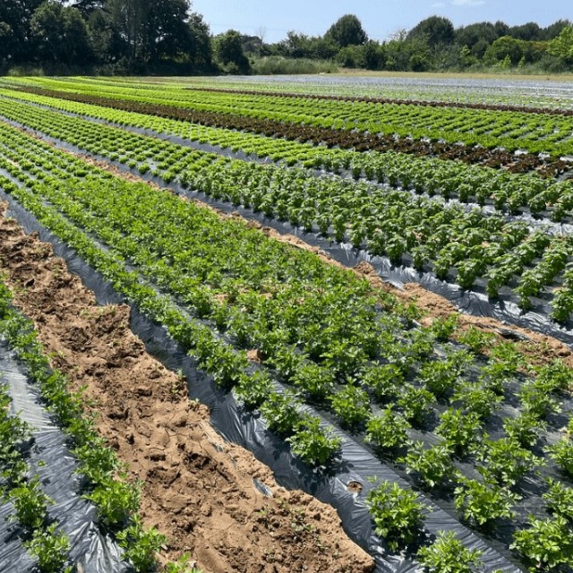 PE MULCH FILM