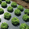 PE MULCH FILM